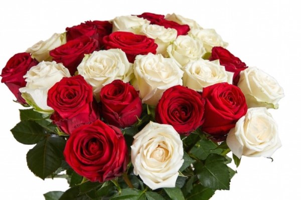 rangkaian bunga mawar merah dan putih